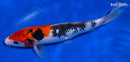 9" SANKE