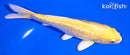 6.25" GINRIN YAMABUKI OGON
