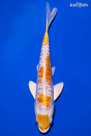6.25" DOITSU LEMON HARIWAKE