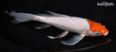 8.5"OCHIBA SHIGURE BUTTERFLY