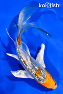 6" GINRIN KUJAKU BUTTERFLY