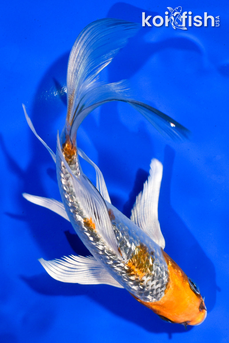 6" GINRIN KUJAKU BUTTERFLY