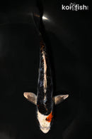 6" BENI KIKOKURYU