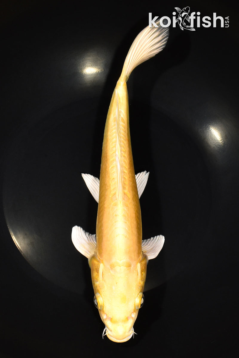 10.25" DOITSU YAMABUKI OGON