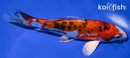 6.75" HEISEI NISHIKI