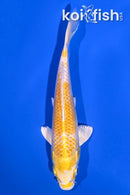 6" LEMON HARIWAKE