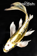 9.5" KIN KIKOKURYU BUTTERFLY