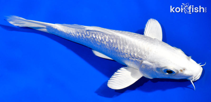 6" GINRIN PLATINUM OGON
