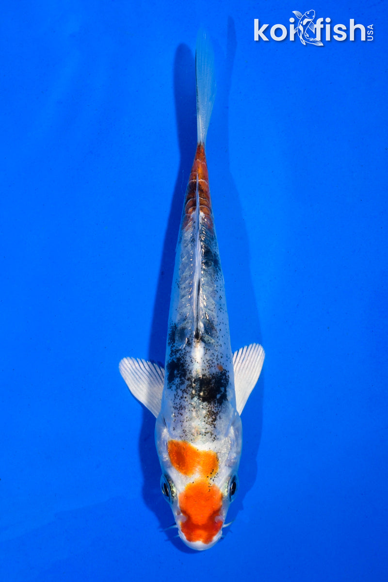 4.5" HEISEI NISHIKI
