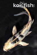 5.75" YAMATO NISHIKI BUTTERFLY