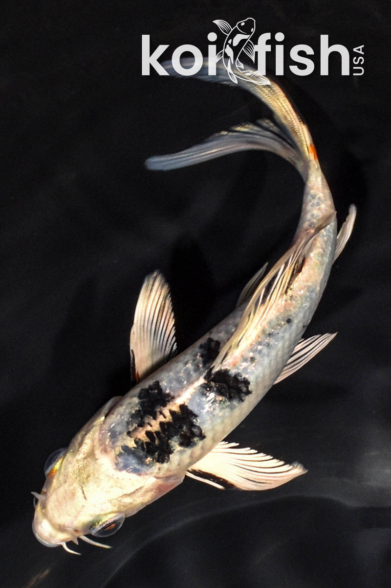 5.75" YAMATO NISHIKI BUTTERFLY