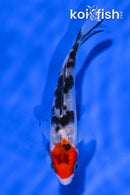 4.5" TANCHO SANKE