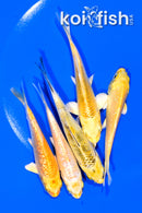PACK OF (5) 4-5" STANDARD KOI