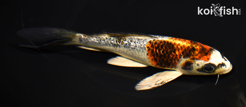6.75" GINRIN BENI GINGA BUTTERFLY
