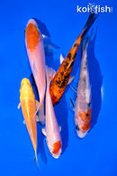 PACK OF (5) 4-5" STANDARD KOI