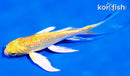 5" GINRIN YAMABUKI OGON BUTTERFLY