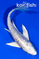 5" GINRIN ARAGOKE PLATINUM OGON BUTTERFLY