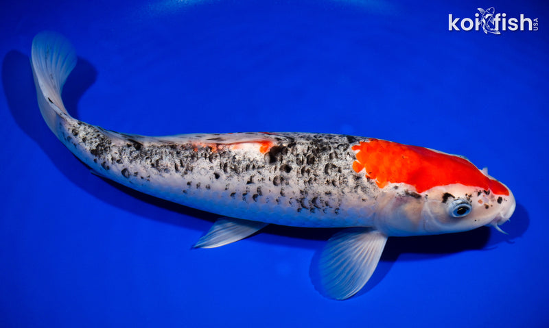 14" GOSHIKI