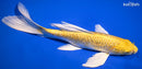 9.5" GINRIN YAMABUKI OGON BUTTERFLY