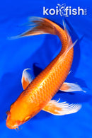 9.25" ORENJI OGON BUTTERFLY