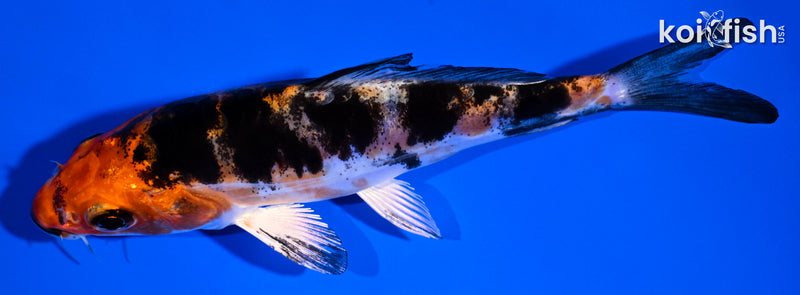 4.5" HEISEI NISHIKI