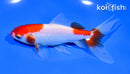 5" SARASA WATONAI GOLDFISH