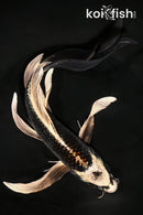 9.5" BENI GINGA BUTTERFLY