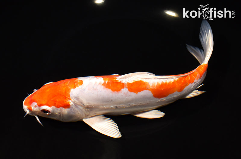 8.75" KIKUSUI