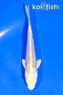 4.5" DOITSU HARIWAKE