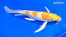 10" LEMON HARIWAKE BUTTERFLY
