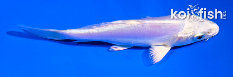 5" LEATHER PLATINUM OGON