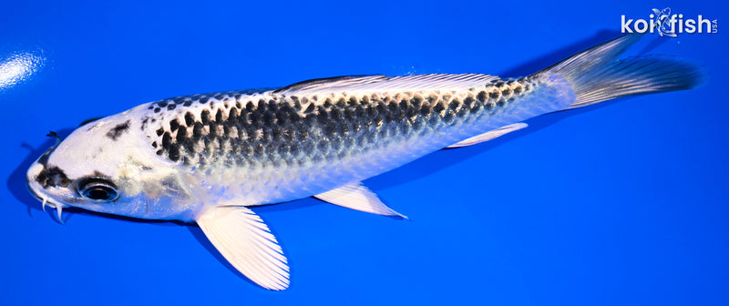 6.75" GIN MATSUBA