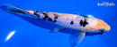6.75" DOITSU SHIRO BEKKO