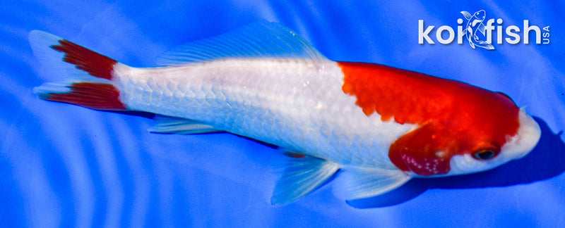 6" HIBUNA GOLDFISH