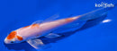 5.25" HARIWAKE BUTTERFLY