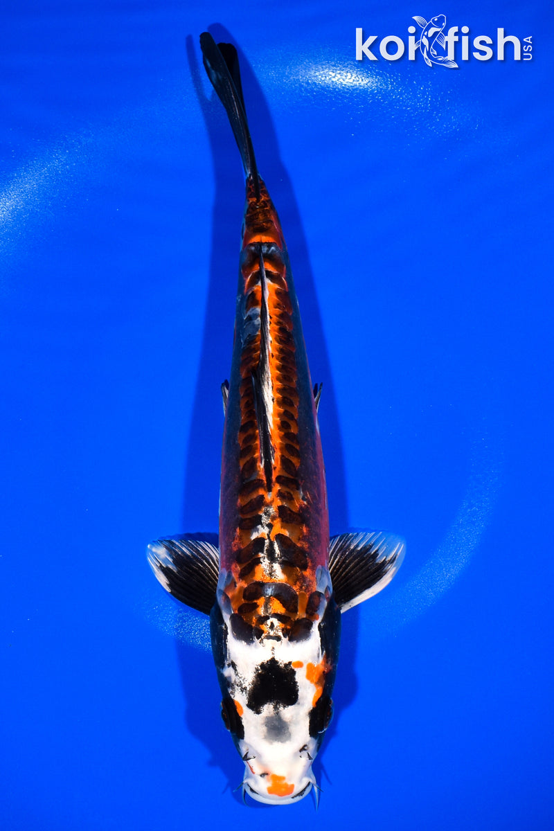 12.25" BENI KIKOKURYU