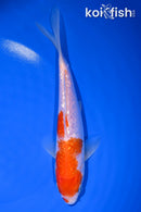 6.5" GINRIN KOHAKU
