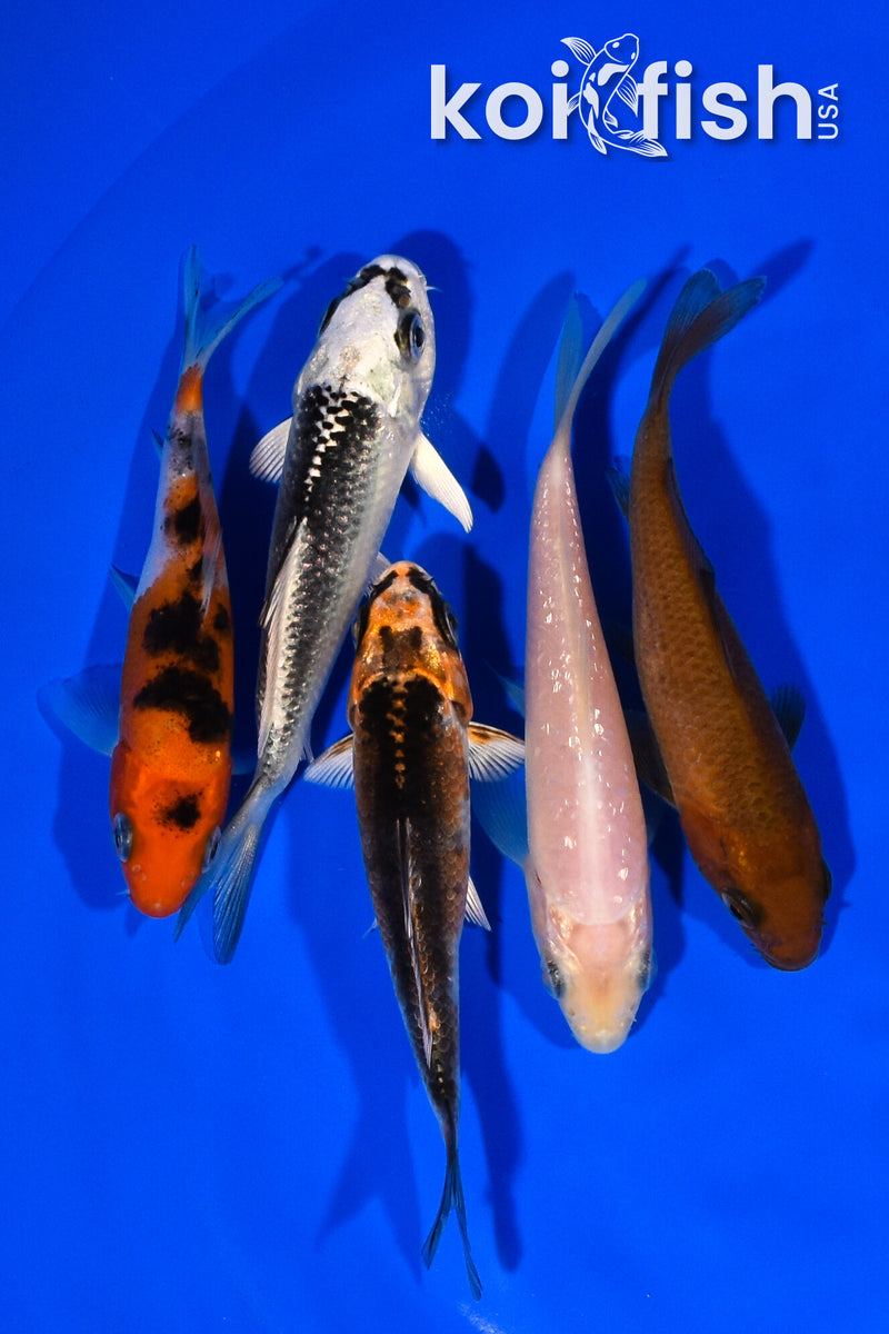 PACK OF (5) 3.5"- 4" STANDARD KOI