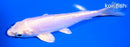 5.5" KIKUSUI