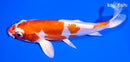 6.75" KIKUSUI