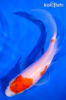 5" KOHAKU BUTTERFLY