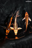 PACK OF (3) 4.75-5" BUTTERFLY KOI