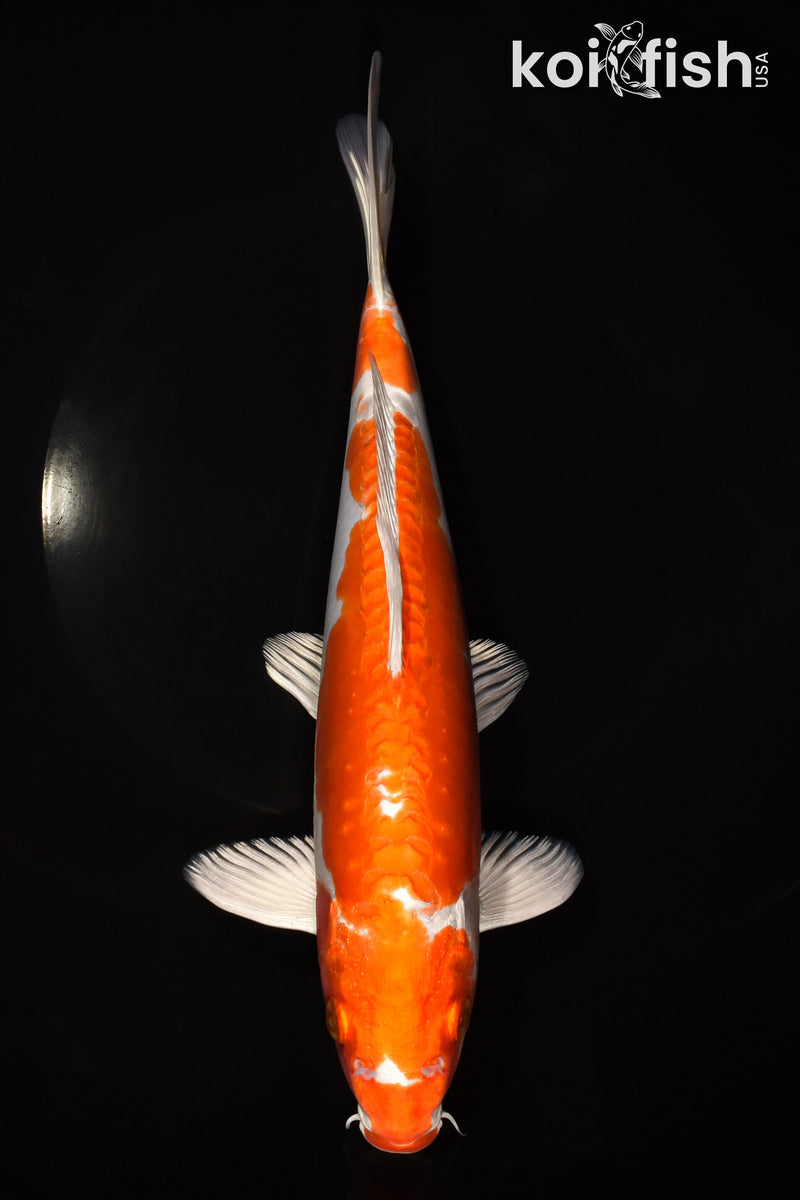 10.75" KIKUSUI