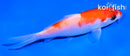 4.5" KOHAKU