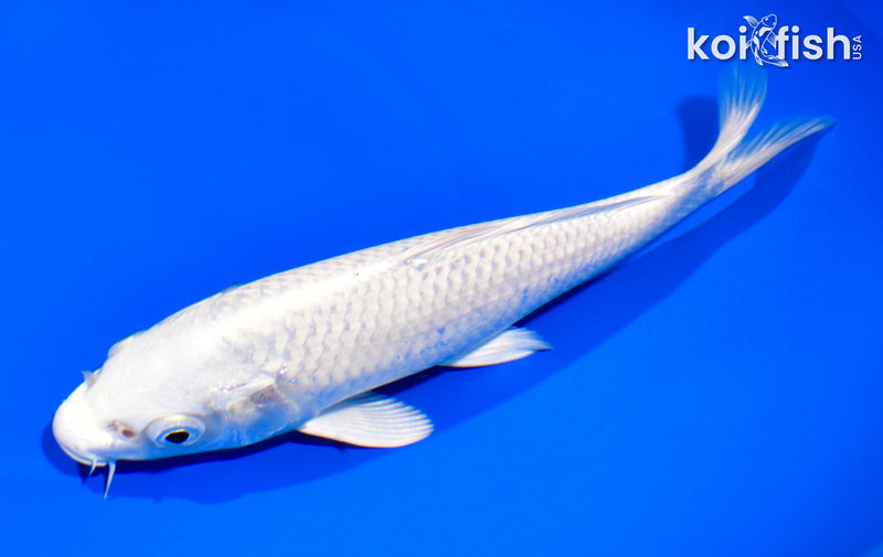 7.25" PLATINUM OGON