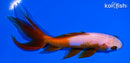 5" WATONAI GOLDFISH