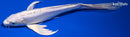 8.75" DOITSU PLATINUM OGON BUTTERFLY