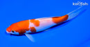 6.5" KOHAKU