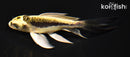 5.5" KIN KIKOKURYU BUTTERFLY