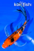 6.5" SANKE BUTTERFLY